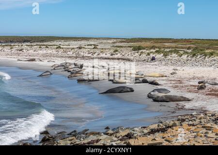 Sea Lion Island; South Beach mit Elefantenrobben; Falkland Stockfoto