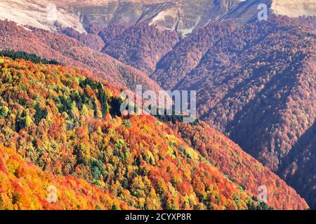 Malerische Herbst Bergketten mit roten Buchenwald in den Karpaten bedeckt, Ukraine. Landschaftsfotografie Stockfoto