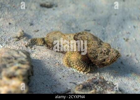 Falscher Steinfisch; Scorpaenopsis diabolus; Malediven Stockfoto