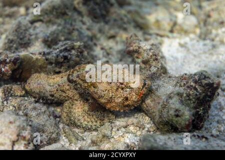 Falscher Steinfisch; Scorpaenopsis diabolus; Malediven Stockfoto