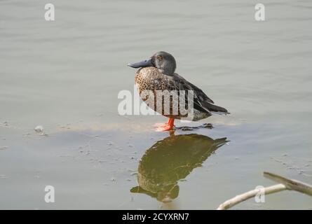 Nördliche Schaufelmaschine (Spatula clypeata) im Herbst im finsterlichen Gefieder, Andalusien, Spanien. Stockfoto