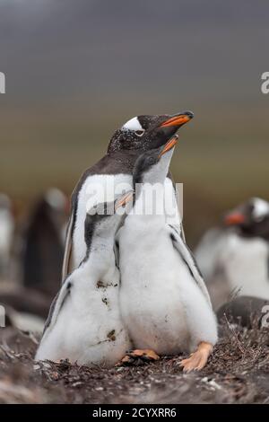 Gentoo Penguin; Pygoscelis papua; mit Chick;s Falkland; Stockfoto