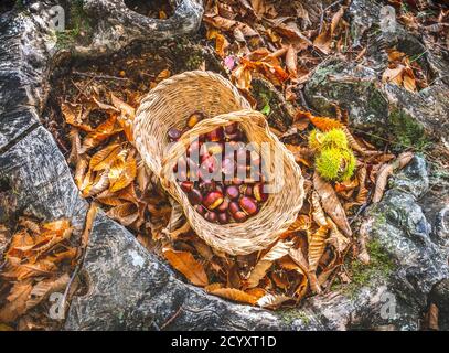 Kastanien Hintergrund Draufsicht - Ernte Kastanien im Wald mit Korb im Herbst Laub Boden Stockfoto