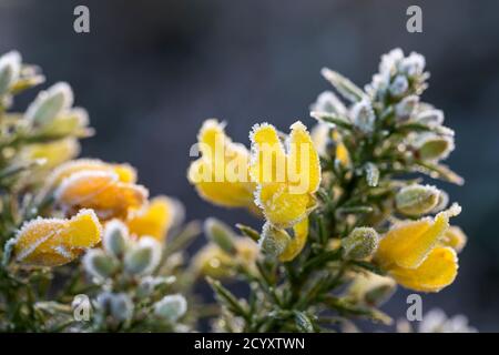 Gemeinsame Gorse, Ulex europaeus; Blumen in Frost; Cornwall, UK Stockfoto