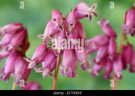 Dicentra Stockfoto