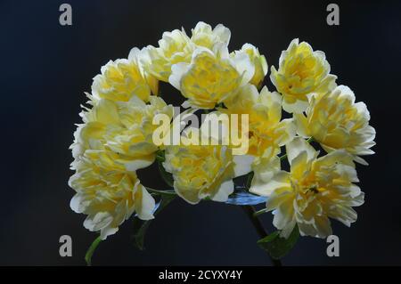 Blühende Rose banksiae lutea. Dorset, Großbritannien, Mai Stockfoto