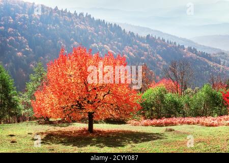 Majestätischer Baum mit orangen Blättern im Herbst Bergtal. Dramatische, farbenfrohe Szene. Karpaten, Ukraine. Landschaftsfotografie Stockfoto