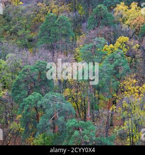 Leuchtend bunte grüne, gelbe, orange und rote Mischwald im Herbsttag. Draufsicht. Kiew, Ukraine Stockfoto