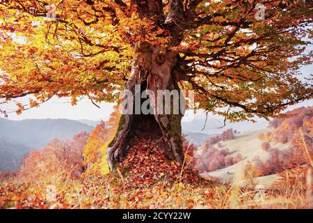 Majestätische alte Buche mit gelber und oranger Foliage im Herbstwald. Malerische Herbstszene in den Karpaten, Ukraine. Landschaftsfotografie Stockfoto