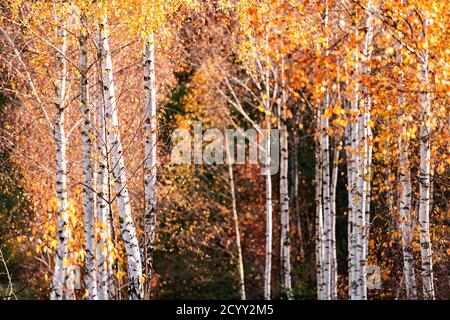 Majestätischer Birkenwald mit gelber und oranger Folliage im Herbst. Malerische Herbstszene in den Karpaten, Ukraine. Landschaftsfotografie Stockfoto