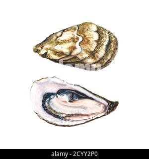 Aquarell handgezeichnet zwei Hälften Auster isoliert auf weißem Hintergrund. Stockfoto