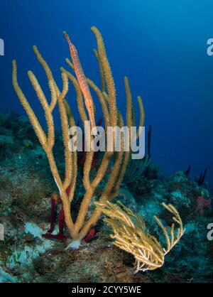 Trompetenfische (Aulostomus maculatus) verstecken sich in Korallen, St. Martin, niederländische Karibik Stockfoto