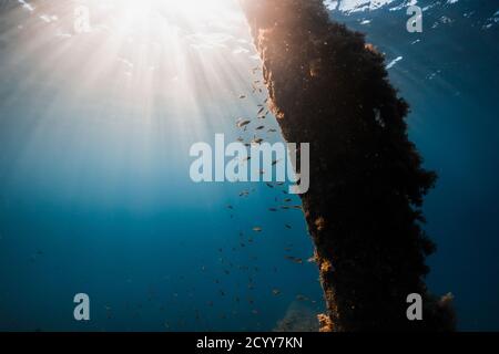 Schule von Fischen und Wrack in transparenten blauen Ozean und Sonnenlicht Stockfoto