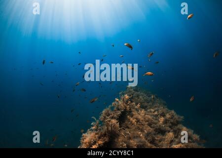 Schule von Fischen und Wrack in transparenten blauen Ozean und Sonnenlicht Stockfoto