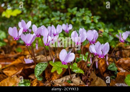 Ein Cluster von zarten rosa bis lila winterhart mehrjährige Herbst blühenden Efeu-Blattcyclamen hererifolium, in Blüte zwischen Efeu und gefallenen Blättern Stockfoto