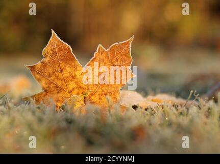 Nahaufnahme foto des Herbstes gelbes Ahornblatt bedeckt mit Raureif auf Gras mit Raureif mit verschwommenem Hintergrund Stockfoto