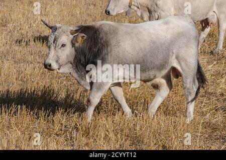 Exemplar von Stier grasen in der Landschaft Stockfoto