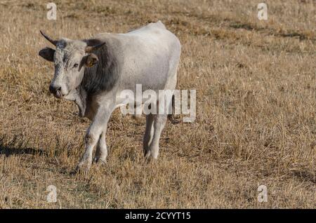 Exemplar von Stier grasen in der Landschaft Stockfoto