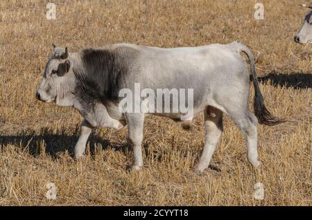 Exemplar von Stier grasen in der Landschaft Stockfoto