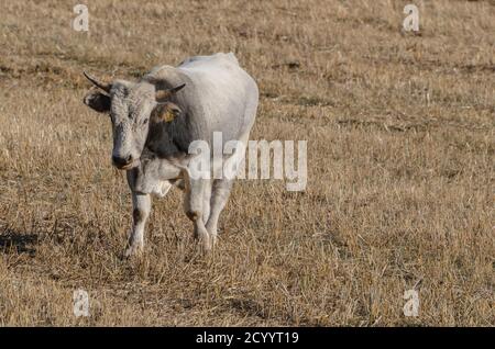 Exemplar von Stier grasen in der Landschaft Stockfoto