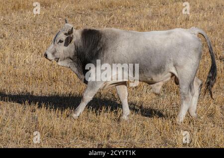 Exemplar von Stier grasen in der Landschaft Stockfoto