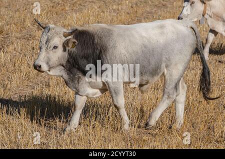 Exemplar von Stier grasen in der Landschaft Stockfoto