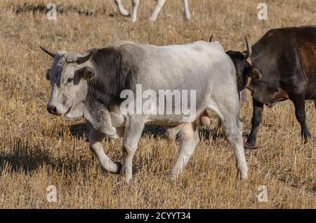 Exemplar von Stier grasen in der Landschaft Stockfoto