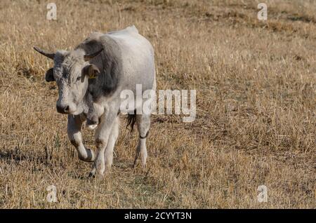 Exemplar von Stier grasen in der Landschaft Stockfoto