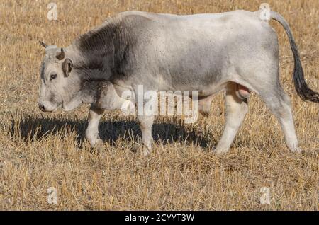 Exemplar von Stier grasen in der Landschaft Stockfoto