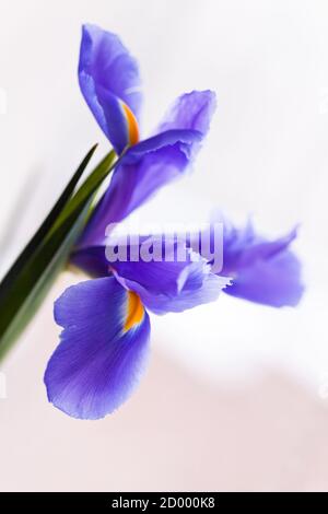 Japanische Irisblüte über hellgrauem unscharfem Hintergrund, vertikales Makrofoto mit selektivem Weichfokus. Iris Laevigata Stockfoto