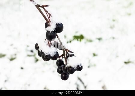 Aronia Beeren. Die Apfelbeere befindet sich auf einem mit Reif und Schnee bedeckten Ast, Nahaufnahme mit selektivem Fokus Stockfoto