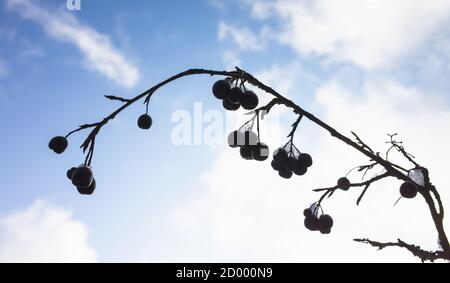 Aronia Beeren. Apfelbeere sind auf einem Zweig unter bewölktem Himmel, Nahaufnahme Silhouette Foto mit selektivem Fokus Stockfoto