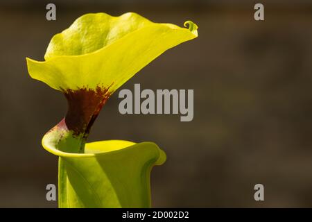 In Tierfallen der sarracenia fleischfressenden Pflanze modifizierte Blätter. Stockfoto