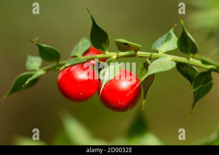 Detail von Blättern und Früchten des Besen, Ruscus aculeatus Stockfoto