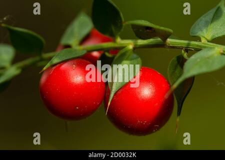 Detail von Blättern und Früchten des Besen, Ruscus aculeatus Stockfoto