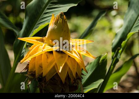 Ensete lasiocarpum, chinesischer Zwerg goldener Lotus, Pflanze nahe verwandt mit Bananen Stockfoto