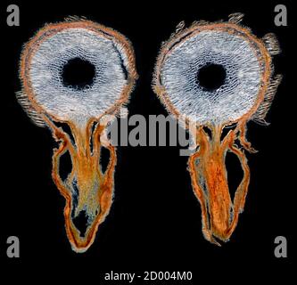 Geißblatt, Lonicera caprifolium, Ziegenblatt-Geißblatt, Perfoliat-Geißblatt, Stammteil TS. Stockfoto