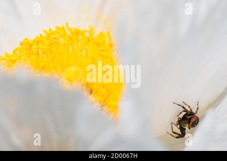 Rote und schwarze Krabbenspinne zwischen Blütenblättern aus weißem Romneya coulteri, kalifornischer Baummohn. Stockfoto