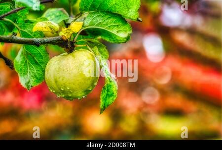 Ein grüner reifer Apfel mit einem verschwommenen Hintergrund Stockfoto