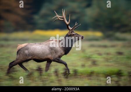 Bull Elk im Herbst Stockfoto