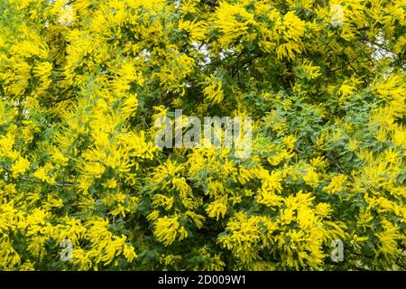 Gelbe Blüten von Akazie dealbata, Silber, blauen Wattle, Mimosenbaum in voller Blüte. Stockfoto