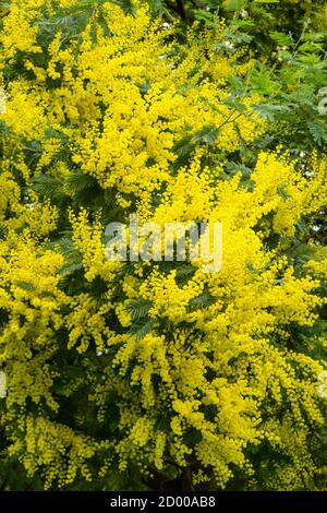 Gelbe Blüten von Akazie dealbata, Silber, blauen Wattle, Mimosenbaum in voller Blüte. Stockfoto