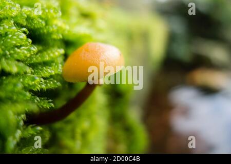 Kleiner Orangenpilz, der aus grünem Moos wächst Stockfoto