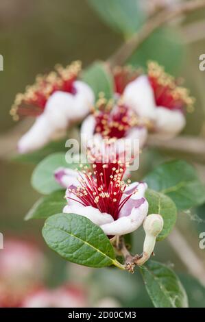 Blüten von Acca sellowiana, blühende Pflanze in der Myrte Familie, Myrtaceae, heimisch in Südamerika, Feijoa, Ananas Guava, Guavasteen. Stockfoto