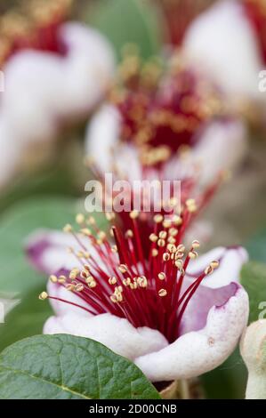 Blüten von Acca sellowiana, blühende Pflanze in der Myrte Familie, Myrtaceae, heimisch in Südamerika, Feijoa, Ananas Guava, Guavasteen. Stockfoto