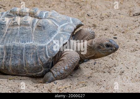 Riesenschildkröte (Aldabrachelys gigantea/Testudo gigantea), die für die Inseln der Aldabra Atoll auf den Seychellen Stockfoto