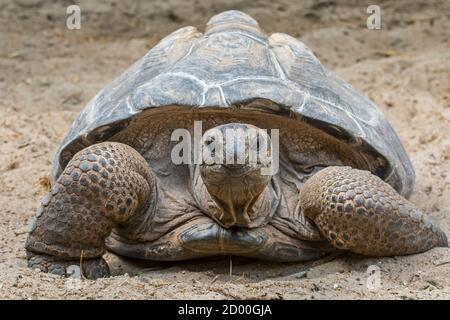 Riesenschildkröte (Aldabrachelys gigantea/Testudo gigantea), die für die Inseln der Aldabra Atoll auf den Seychellen Stockfoto
