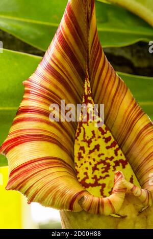 Insektenfalle von Nepenthes, auch bekannt als tropische Krug Pflanze oder Affenbecher, Gattung der fleischfressenden Pflanzen. Stockfoto