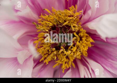 Pfingstrose Detail von Staubgefäßen, Anther und Pistill. Stockfoto