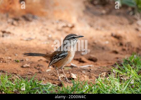 Cercotrichas paena, Kalahari Scrub Robin, am Boden, Namibia, Afrika Stockfoto